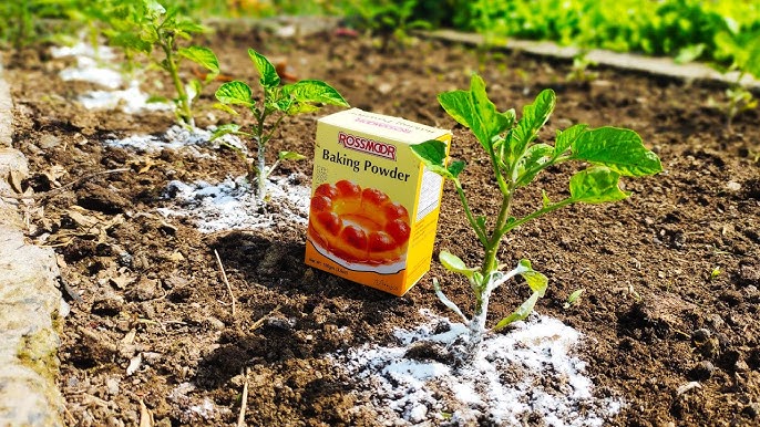 Kardus baking soda di samping tanaman sayur.