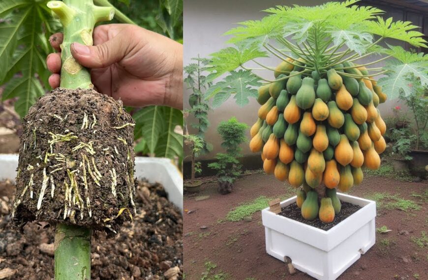 Kenapa Petani di Tiongkok Membengkokkan…