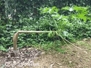 Rahasia Petani Cina, Bengkokkan Pohon…