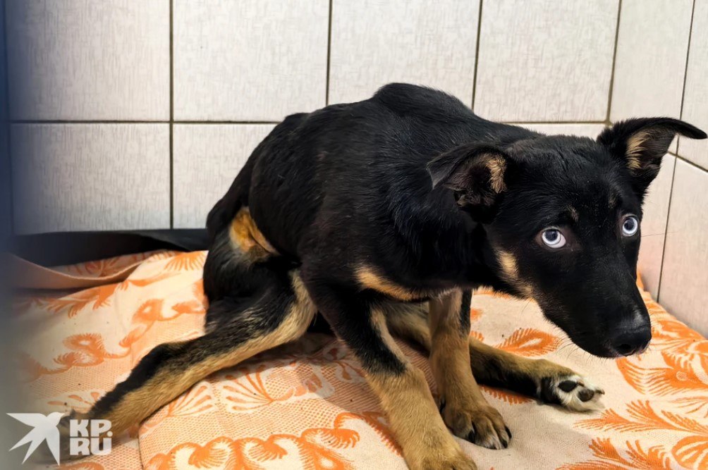 Anjing korban perang dirawat di penampungan Donetsk.