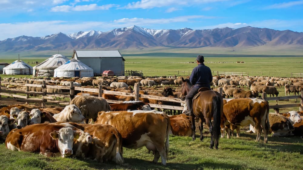 Peternakan dan ternak di Kazakhstan.